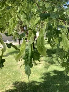 Cut-leaved Lime Leaves