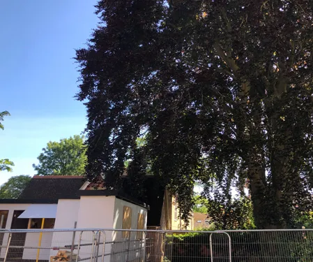 Tree protection for planning and construction sites