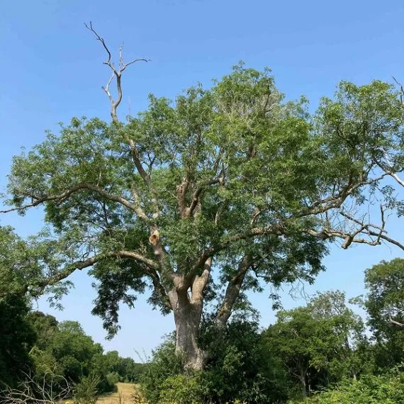 Tree Condition Survey for Cornbury Horse Trials, Oxfordshire