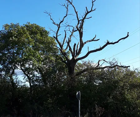 Oxfordshire Tree Related Risk