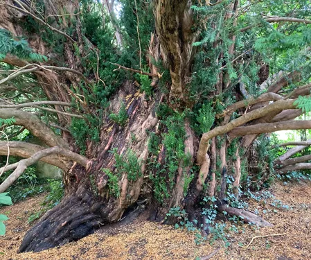 Tree Preservation Law for Planning & Development