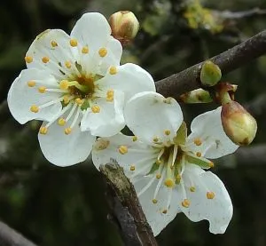 Blackthorn Flower