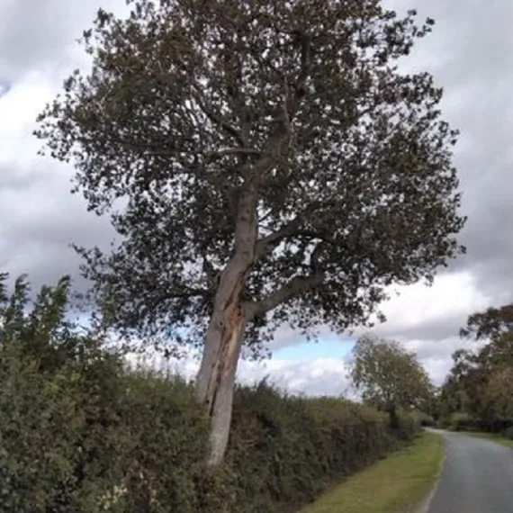Tree Risk Management Policy at Beaulieu Estate New Forest National Park