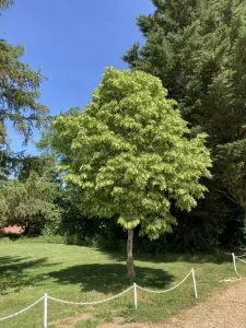 Cut-leaved Lime ‘Laciniata’
