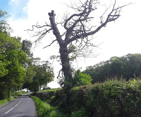 A Tree Suitable for Tree Risk management on an Oxfordshire Road