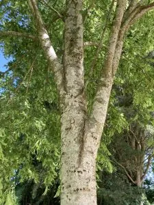 Cut-leaved Lime Tree Trunk
