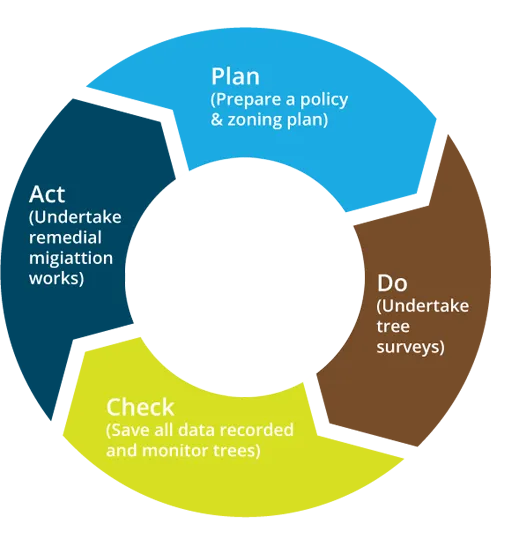 The Four Components of Tree Risk Management