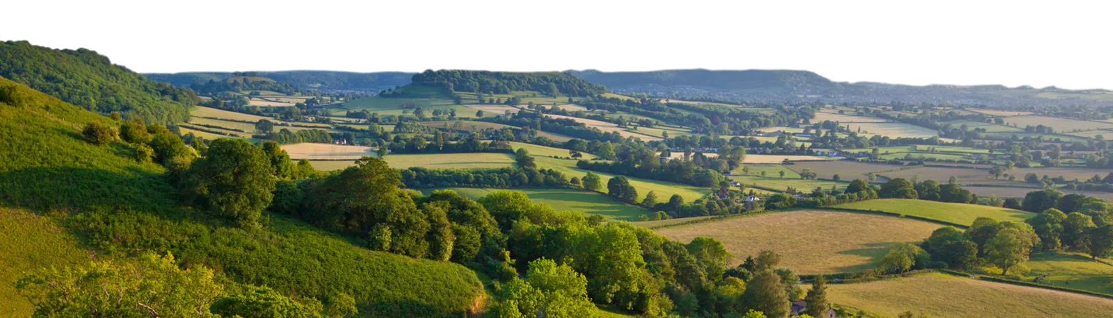 Tree Managing Consultants for Oxfordshire Countryside.