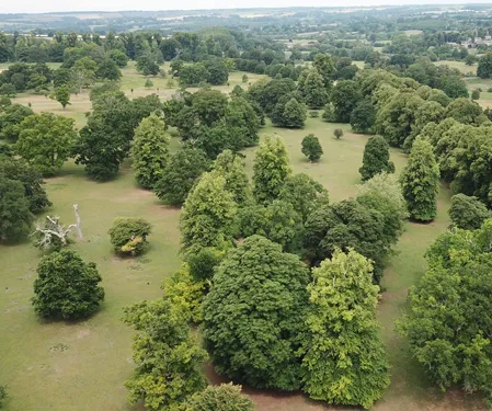 Aerial tree survey for planning and development
