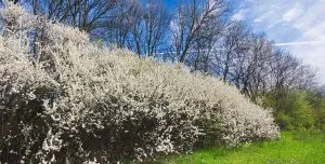 Blackthorn (Prunus Spinosa)