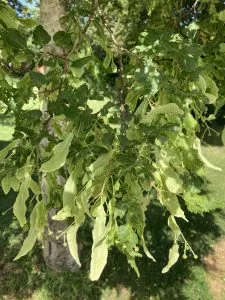 Cut-leaved Lime ‘Laciniata’ Leaves