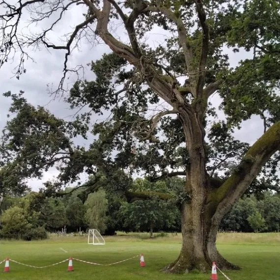 Tree Condition Survey for Savernake Estate, Marlborough
