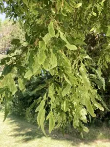 Cut-leaved Lime ‘Laciniata’ (Tilia platyphyllos ‘laciniata’)