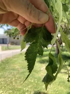 Close-up of Cut-leaved Lime Leaf