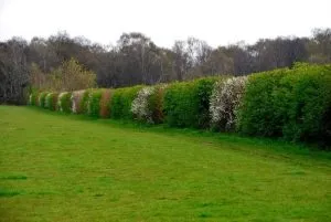 Blackthorn Tree