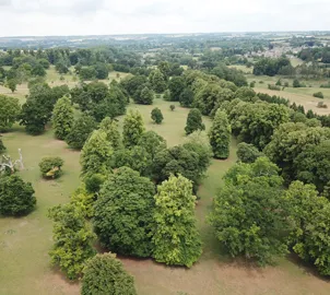 Tree and woodland aerial drone surveys