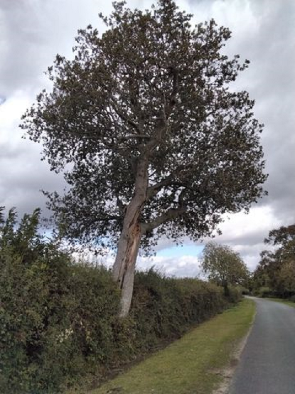 Tree Risk Management Policy at Beaulieu Estate New Forest National Park