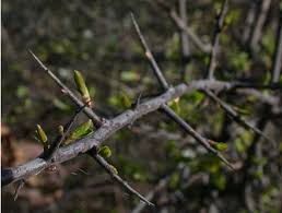 Blackthorn Branch Shoots