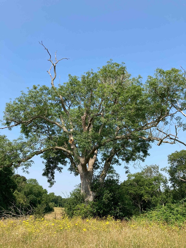 Tree Condition Survey for Cornbury Horse Trials, Oxfordshire