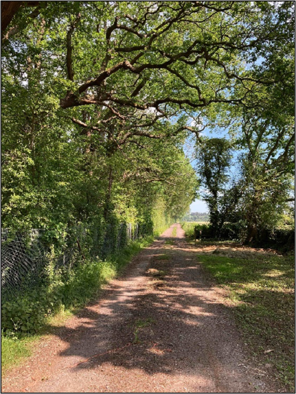 Trees, Structures and Development forResidential Development in Hampshire