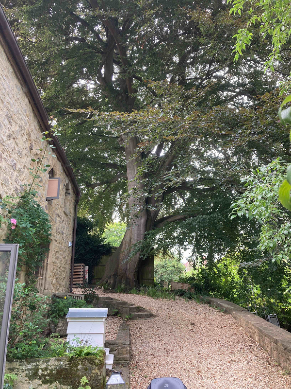 Arboricultural Impact Assessment for the planning application of an outbuilding in Oxfordshire.